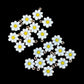 Spring daisy charm prize bomb - Charming Cheshire, cool air, apple, musk, lush foliage